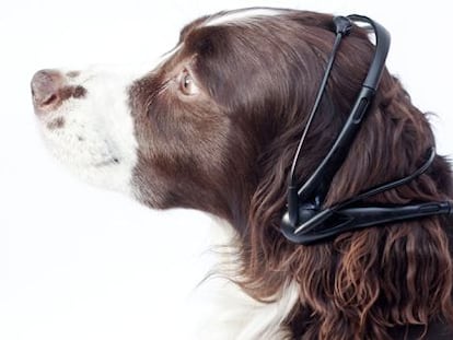 Os pesquisadores provam um protótipo do Não More Woof em um cão.