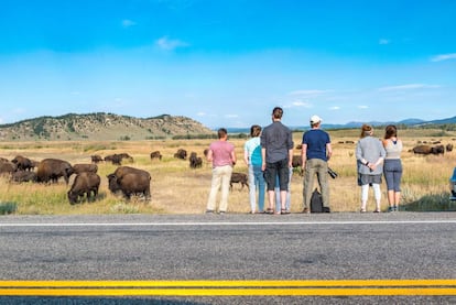 Turistas contemplando una manada de bisontes americanos al borde de la carretera, en parque nacional del Grand Teton, en Wyoming (EE UU).