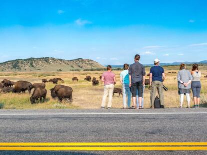 Turistas contemplando una manada de bisontes americanos al borde de la carretera, en parque nacional del Grand Teton, en Wyoming (EE UU). 