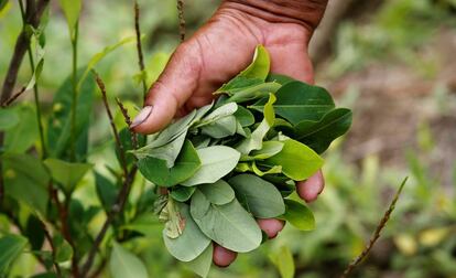 Un hombre sostiene hojas de coca recolectadas en Cauca (Colombia).
