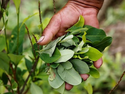 Un hombre sostiene hojas de coca recolectadas en Cauca (Colombia).