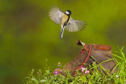 Ejemplar de carbonero común, <i>Parus major,</i> junto a una bota en el municipio de Artziniega, Álava.