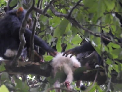 El cadáver del pequeño chimpancé albino yace en una rama mientras otras crías lo inspeccionan.