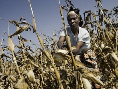 Una mujer cosecha maíz en República Democrática del Congo. 