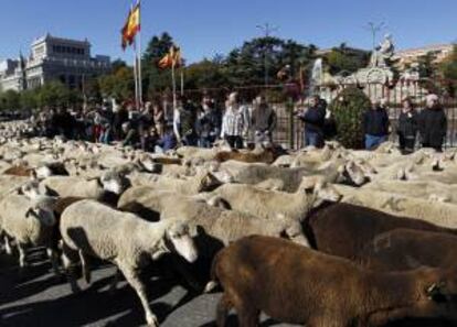 Un rebaño de unas 2.000 ovejas merinas blancas y negras procedentes de la localidad de Siruela (Badajoz) han  cruzado hoy el centro de Madrid en el marco de la XIX Fiesta Nacional de la Trashumancia.