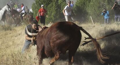 Pedro Armestre, ante el toro de la Vega que le corne&oacute;. 