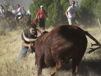 Pedro Armestre, ante el toro de la Vega que le corne&oacute;. 