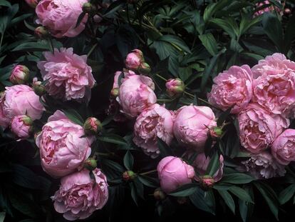 Un niño asombra a Italia con una nueva palabra: ‘petaloso’