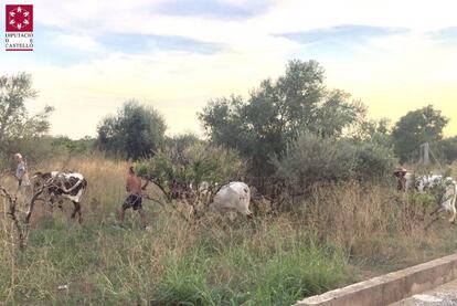 Los animales empleados para atraer a la vaquilla fugada de las fiestas de Burriana. 