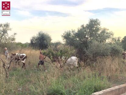 Los animales empleados para atraer a la vaquilla fugada de las fiestas de Burriana. 