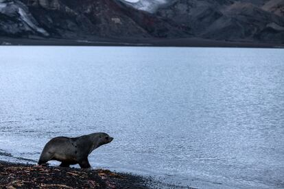 Lobo fino antártico en la isla Decepción. La mayoría de los lobos marinos antárticos son animales aislados y tienden a vivir solos, tanto en tierra como en el agua.