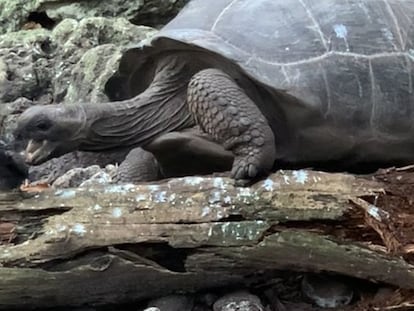 Una tortuga gigante caza un polluelo de charrán.