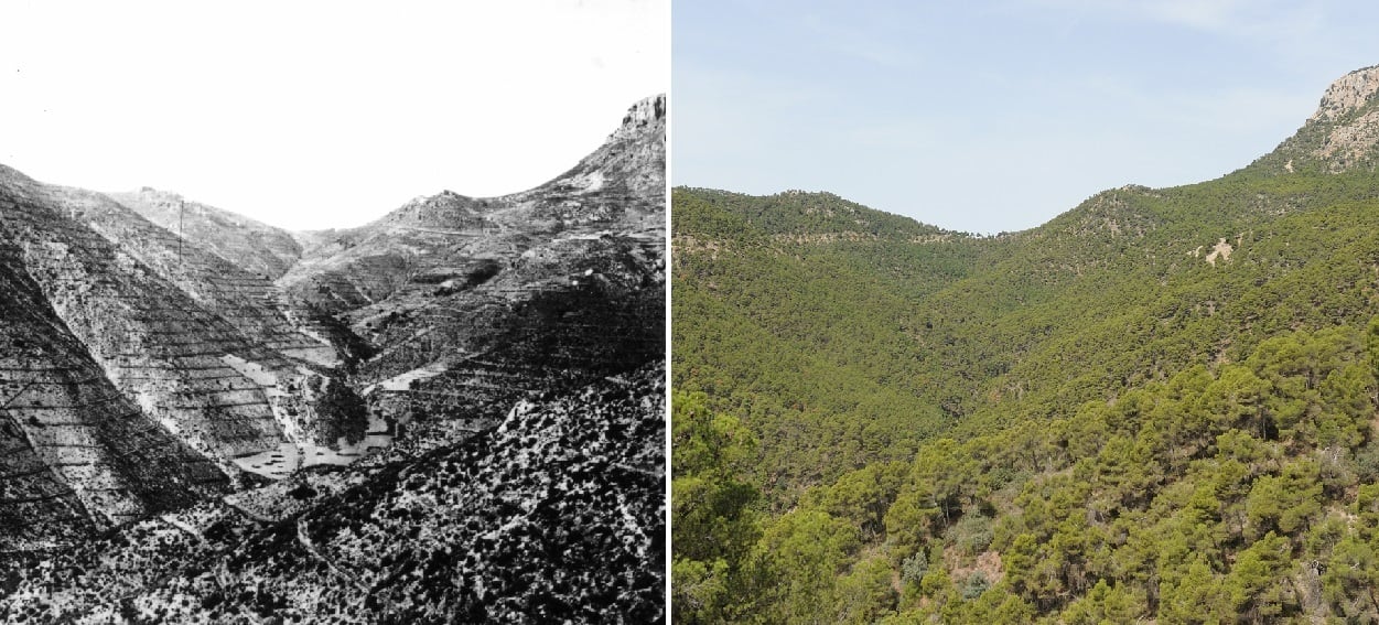 Los mejores bosques maduros encontrados en España: “Estos no hay que tocarlos”
