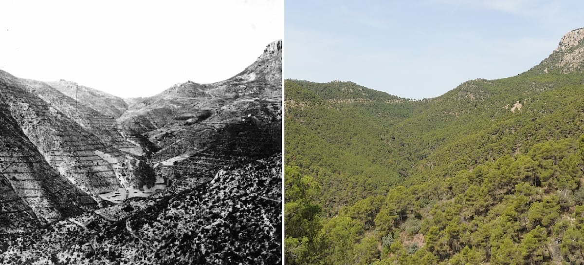 El gran avance del bosque en España: así ha cambiado el paisaje en 100 años