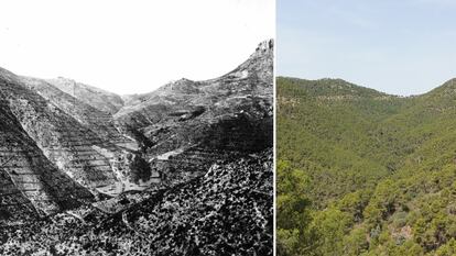 El gran avance del bosque en España: así ha cambiado el paisaje en 100 años