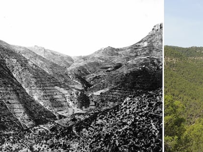 El gran avance del bosque en España: así ha cambiado el paisaje en 100 años