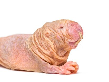 Naked Mole-rat