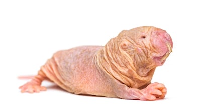 Naked Mole-rat