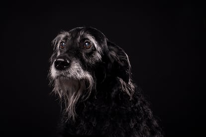 Senior black labradoodle