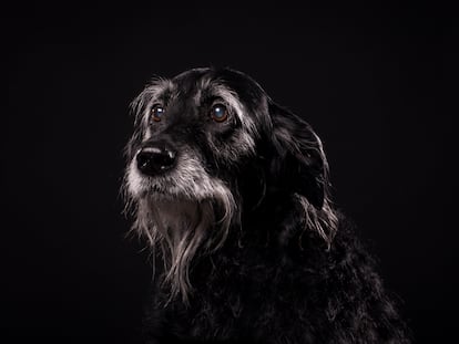 Senior black labradoodle