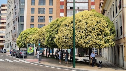 Aligustres del Japn floreciendo en las calles de Valladolid.