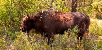 A bison on the Valdeserrillas nature preserve.