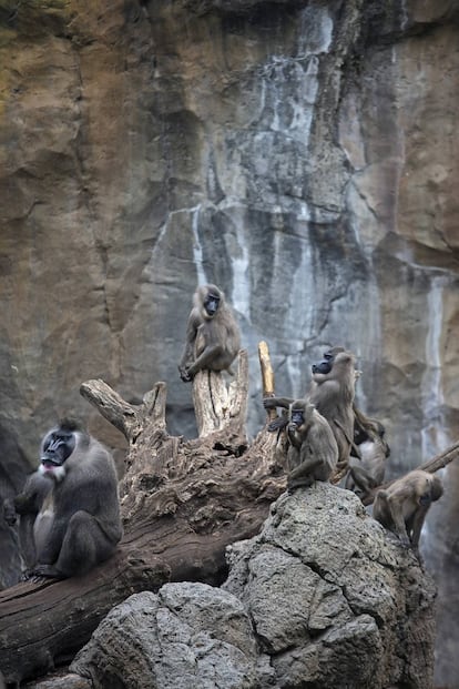 El mandril Rafiki (a la izquierda) y dos hembras, Abuja y Kjianga, con sus crías en el Bioparc Valencia.