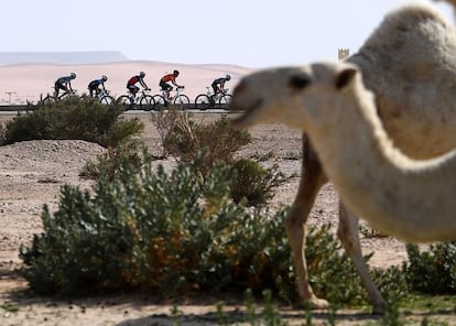 Un pelotón de ciclistas durante la primera etapa del Tour Saudita, en Riad (Arabia Saudí). 
