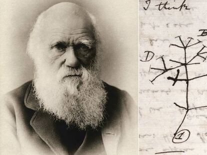 Charles Darwin y un detalle de su 
