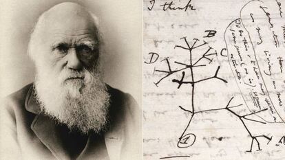 Charles Darwin y un detalle de su 