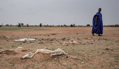 Animales muertos a causa de la sequía en Senegal.