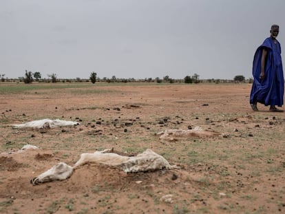 Animales muertos a causa de la sequía en Senegal. 
 
 