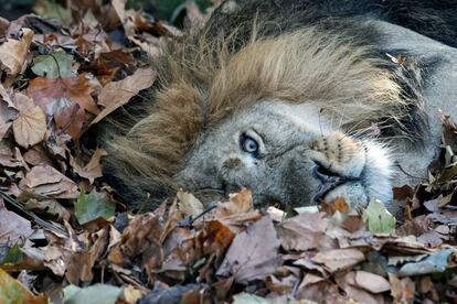 Un león llamado Bhanu yace sobre hojas con aroma a calabaza, cardamomo, canela y clavo en su recinto del zoológico de Londres (Reino Unido).