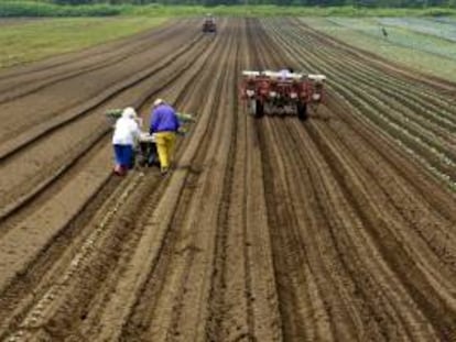 Se trata de la tercera edición del programa MAP (Mejora del Ambiente Productivo), que tiene por objeto mejorar la gestión de riesgos en el sector agrícola y desarrollar nuevos instrumentos para mitigar los riesgos de seguridad alimentaria, así como "promover la inversión productiva". EFE/Archivo