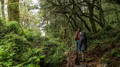 Visitantes recorren el bosque de Santa María Jaltianguis (Oaxaca), comunidad forestal integrada al mercado de los bonos de carbono, en octubre de 2022.