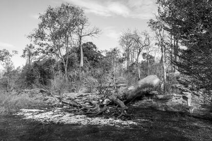 La fuerte demanda de algunos recursos valiosos es la causa principal de la deforestación.