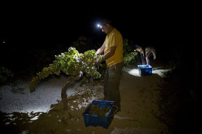 Los vinos que se producen este año en esta finca para El Corregidor de las bodegas Luis Pérez, podrán degustarse en 2019.