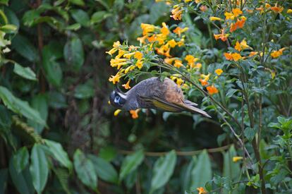 El mielero de Belford ('Melidectes belfordi')​, una especie endémica de Nueva Guinea, se alimenta de flores de alta montaña.