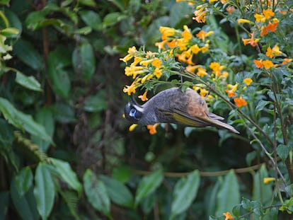 El mielero de Belford ('Melidectes belfordi')​, una especie endémica de Nueva Guinea, se alimenta de flores de alta montaña.