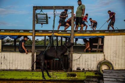 Residentes de Igarape Grande levantan un búfalo mientras lo pesan y lo venden a una barcaza de transporte en la empobrecida región de Montecarlo, no lejos del lecho seco del río Araguari, el 19 de abril de 2022.