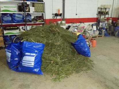 Montaña de marihuana en la comisaría de Mollerussa