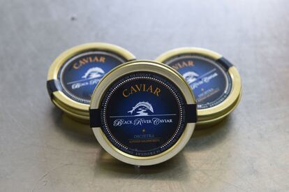 Cans of caviar produced at the sturgeon farm in Baygorria, 270km north of Montevideo, on August 31, 2016.
A Uruguayan firm, "Esturiones del Rio Negro", produces and exports since 2000 caviar under the brand "Black River Caviar", an atypical product from a country traditionally known as a beef exporter. / AFP PHOTO / MIGUEL ROJO
