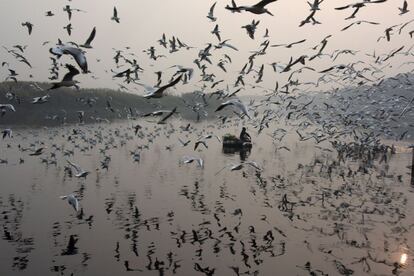 Un hombre indio alimenta gaviotas en el río Yamuna, en Nueva Delhi (India).