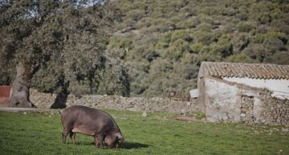 Cerdo ibérico buscando bellotas en los pastos de Guijuelo.