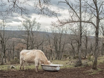 Esta vaca que bebe en una bañera, abrevadero típico de las zonas rurales, pertenece a la granja del tío de Juan, el único niño de Selas. Siete de los once habitantes del pueblo son de la misma familia. El tío y la tía de Juan, además de cuidar de su centenar de vacas, tienen otro trabajo. Ella es bedela en el colegio de Molina de Aragón y él trabaja en una cuadrilla forestal.