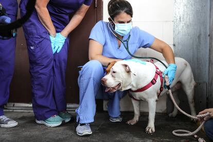 A dog is cared for at a mobile veterinary service for pets in Los Angeles, California.