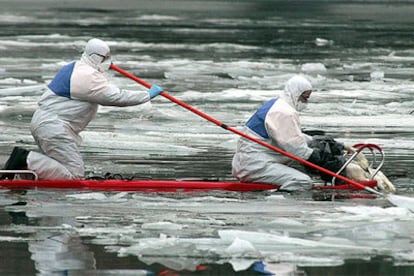 Dos veterinarios eslovenos tratan de recoger un cisne muerto entre las aguas heladas del río Drava, en Maribor.