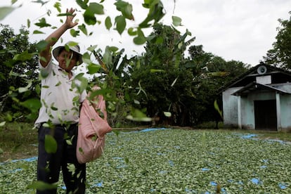 Un campesino esparce hojas de coca en la región de Chapare.