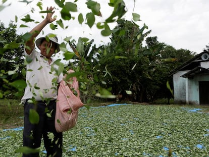 A grower in Bolivia's Chapare region.