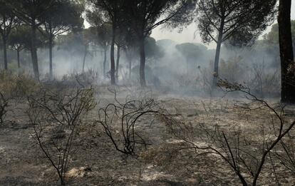 Vista de una de las zonas afectadas por el incendio forestal registrado en la noche de ayer entre Moguer y Mazagón (Huelva).